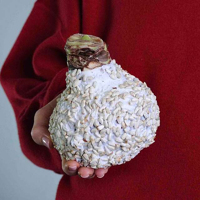 Гиппеаструм в воске