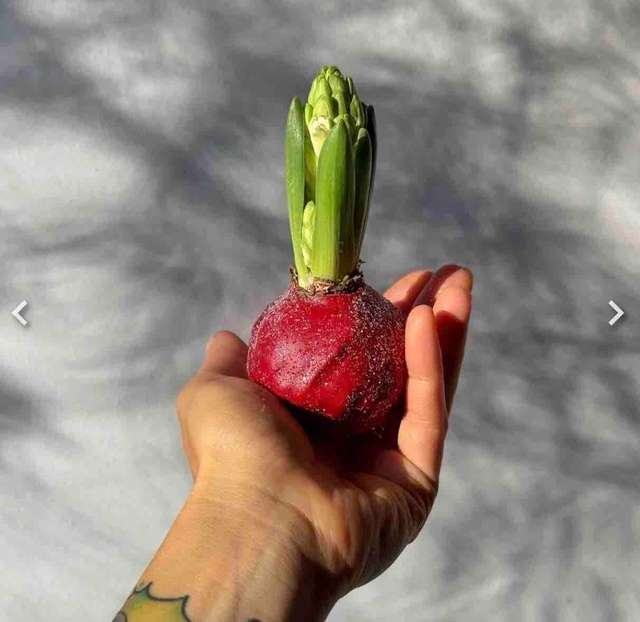 Гиацинт в воске