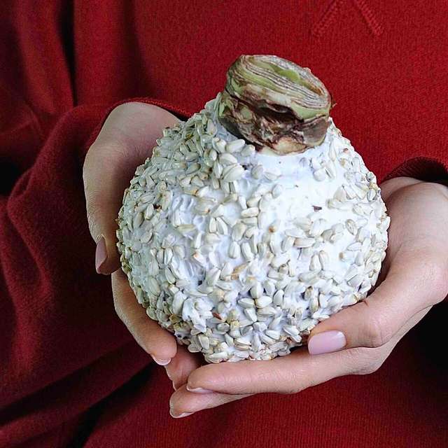 Гиппеаструм в воске