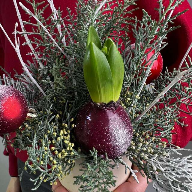 Гиацинт зимой