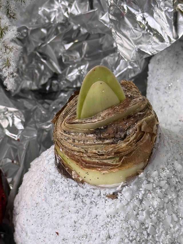 Гиппеаструм в воске