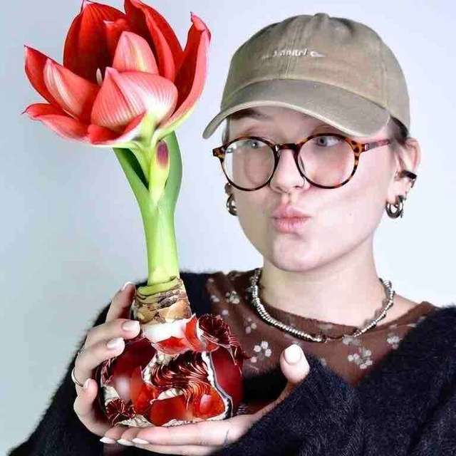 Гиппеаструм в воске