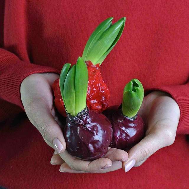 Гиацинт в воске